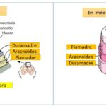 Diferencia entre las meninges craneales y espinales