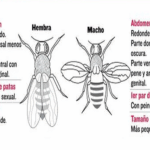 Diferencia entre las moscas de la fruta macho y hembra