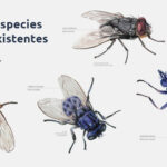 Diferencia entre las moscas domésticas y las moscas de los racimos