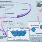 Diferencia entre las mutaciones de la secuencia de ADN y las modificaciones epigenéticas
