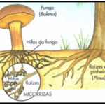 Diferencia entre las raíces parásitas y las micorrizas