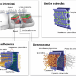 Diferencia entre las uniones adherentes y los desmosomas