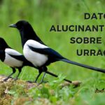 Diferencia entre las urracas macho y hembra