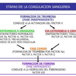Diferencia entre las vías intrínsecas y extrínsecas en la coagulación sanguínea