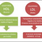 Diferencia entre LDL y HDL