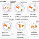 Diferencia entre leptoteno y cigoteno