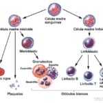 Diferencia entre leucocitos y linfocitos