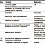 Diferencia entre levaduras y bacterias
