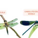 Diferencia entre libélula y caballito del diablo