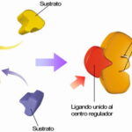 Diferencia entre ligando y sustrato