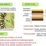 Diferencia entre lignina y pectina
