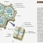 Diferencia entre lignina y suberina