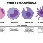 Diferencia entre linfocitos y fagocitos