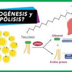 Diferencia entre lipogénesis y lipólisis