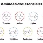 Diferencia entre lisina y leucina