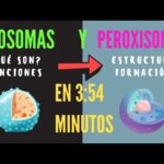 Diferencia entre lisosoma y peroxisoma