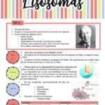 Diferencia entre lisosoma y proteasoma