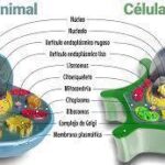 Diferencia entre lisosoma y ribosoma
