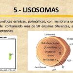 Diferencia entre lisosoma y vacuola