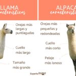 Diferencia entre llama y alpaca