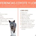 Diferencia entre lobo y coyote