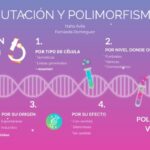 Diferencia entre mutación y polimorfismo