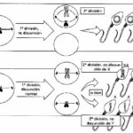 Diferencia entre mutaciones por no disyunción y por translocación