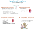 Diferencia entre Mycoplasma hominis y genitalium