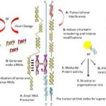 Diferencia entre Mycoplasma y Spiroplasma