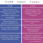 Diferencia entre NADH y FADH2