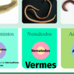 Diferencia entre nematodos y anélidos