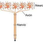 Diferencia entre nervio y neurona