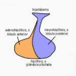 Diferencia entre neurohipófisis y adenohipófisis