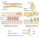 Diferencia entre neuronas excitadoras e inhibidoras