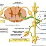 Diferencia entre neuronas preganglionares y posganglionares