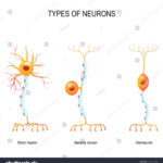 Diferencia entre neuronas sensoriales y motoras