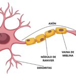 Diferencia entre neuronas y neuroglia