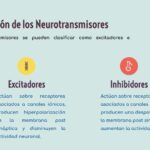 Diferencia entre neurotransmisores excitatorios e inhibidores