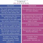 Diferencia entre Neuston y Pleuston