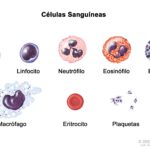 Diferencia entre neutrófilos y leucocitos