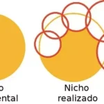 Diferencia entre nicho fundamental y nicho realizado