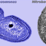 Diferencia entre Nitrosomonas y Nitrobacter