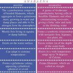 Diferencia entre Nostoc y Anabaena