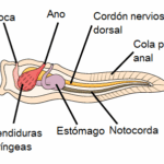 Diferencia entre notocorda y cordón nervioso