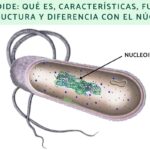 Diferencia entre núcleo y nucleoide