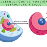 Diferencia entre nucléolo y núcleo