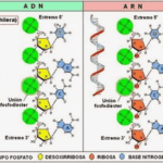 Diferencia entre nucleótido y ácido nucleico