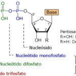 Diferencia entre nucleótido y nucleósido