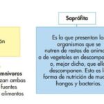 Diferencia entre nutrición holozoica y saprofita