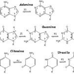 Diferencia entre oligonucleótido y polinucleótido